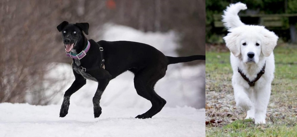 Polish Tatra Sheepdog vs Eurohound - Breed Comparison