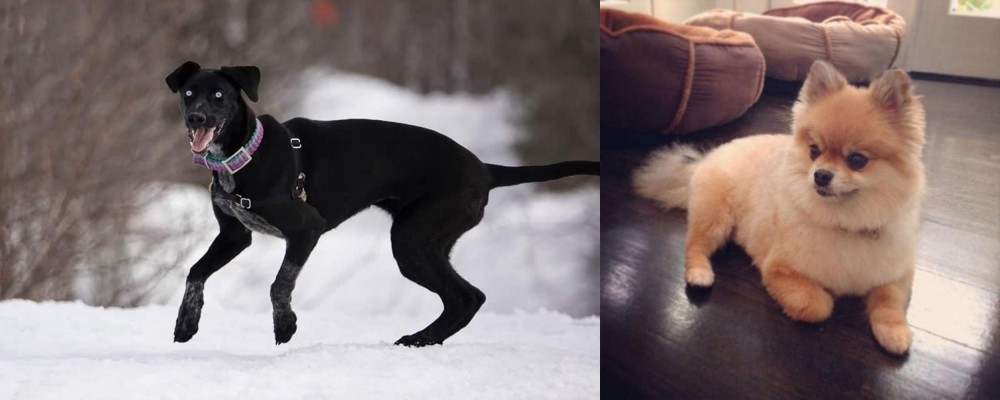 Pomeranian vs Eurohound - Breed Comparison