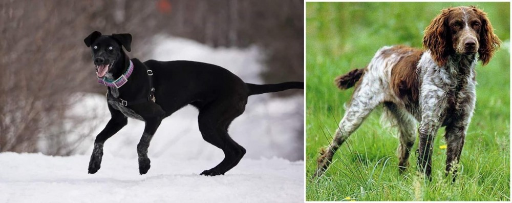 Pont-Audemer Spaniel vs Eurohound - Breed Comparison