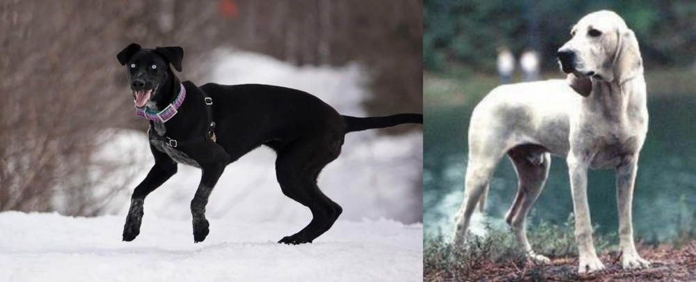 Porcelaine vs Eurohound - Breed Comparison