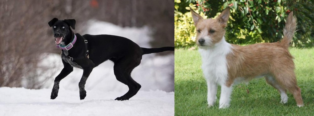 Portuguese Podengo vs Eurohound - Breed Comparison