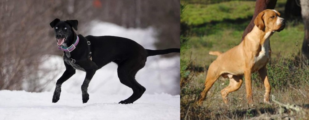 Portuguese Pointer vs Eurohound - Breed Comparison