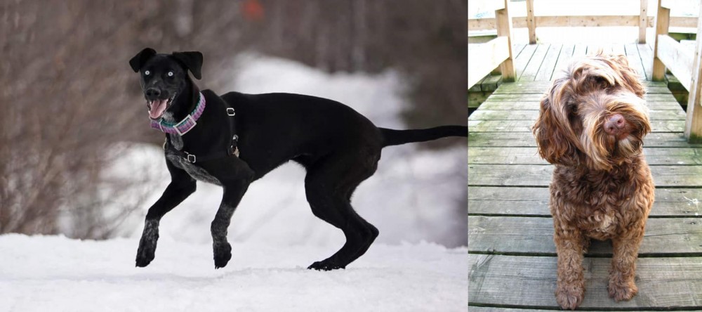 Portuguese Water Dog vs Eurohound - Breed Comparison