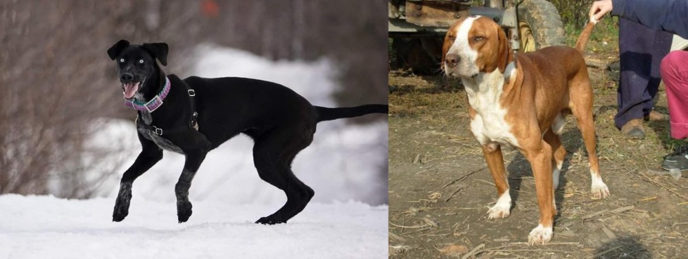 Posavac Hound vs Eurohound - Breed Comparison