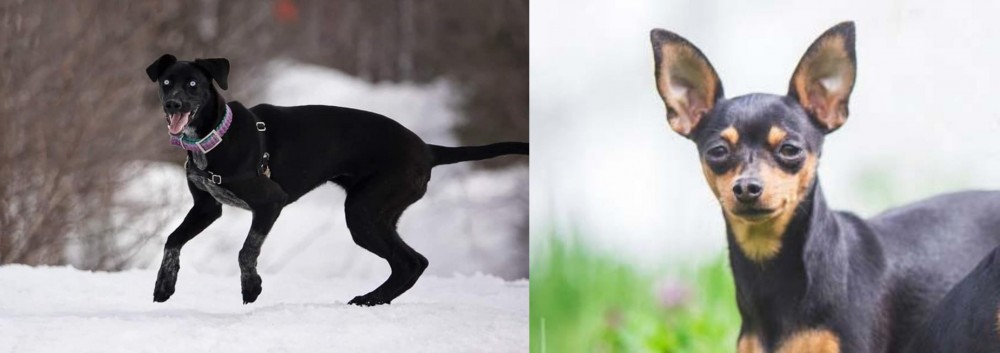 Prazsky Krysarik vs Eurohound - Breed Comparison