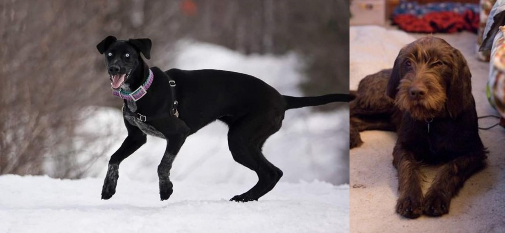 Pudelpointer vs Eurohound - Breed Comparison