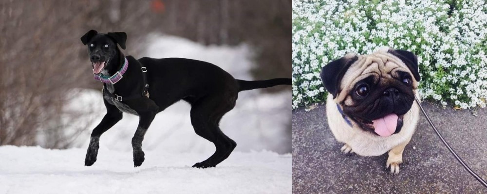 Pug vs Eurohound - Breed Comparison