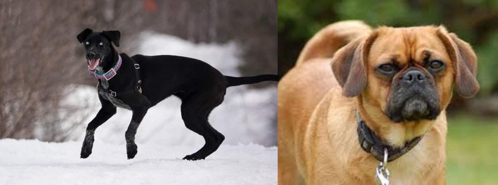 Pugalier vs Eurohound - Breed Comparison