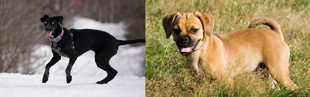 Puggle vs Eurohound - Breed Comparison