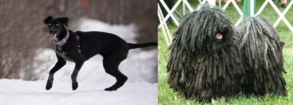 Puli vs Eurohound - Breed Comparison