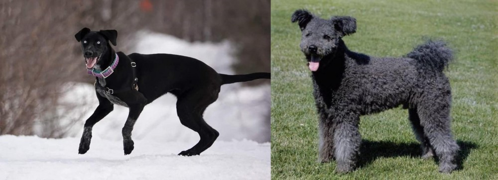 Pumi vs Eurohound - Breed Comparison