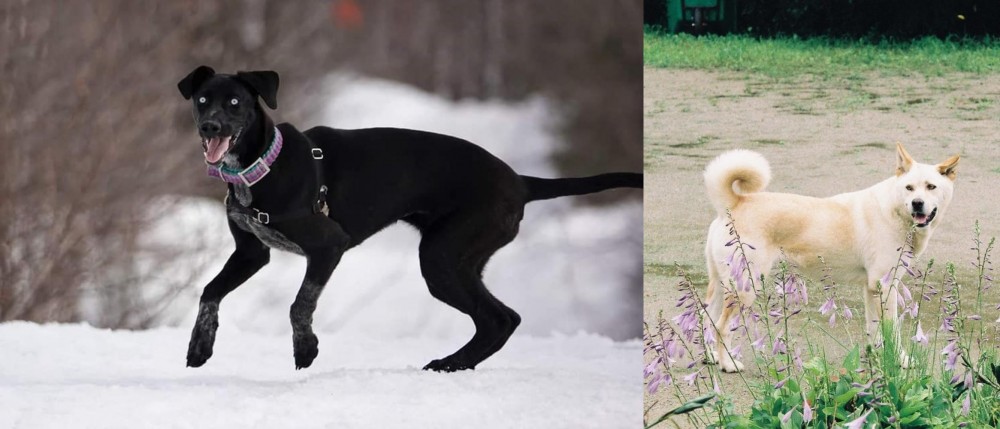 Pungsan Dog vs Eurohound - Breed Comparison