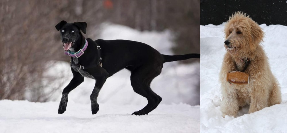 Pyredoodle vs Eurohound - Breed Comparison