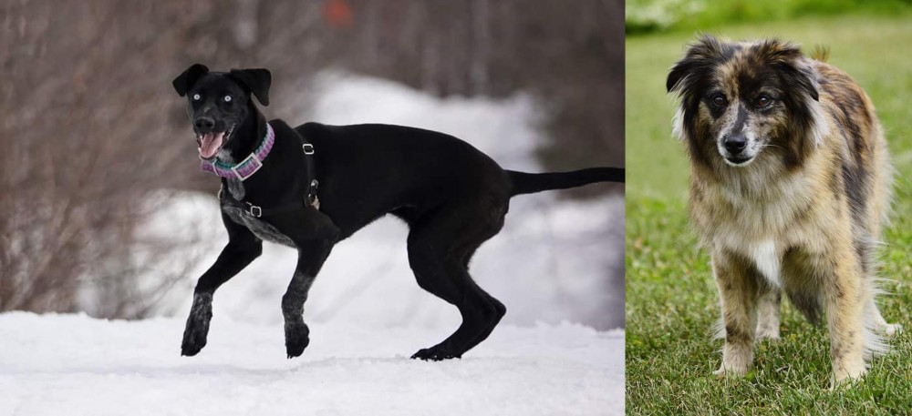 Pyrenean Shepherd vs Eurohound - Breed Comparison