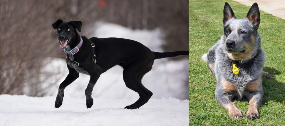 Queensland Heeler vs Eurohound - Breed Comparison
