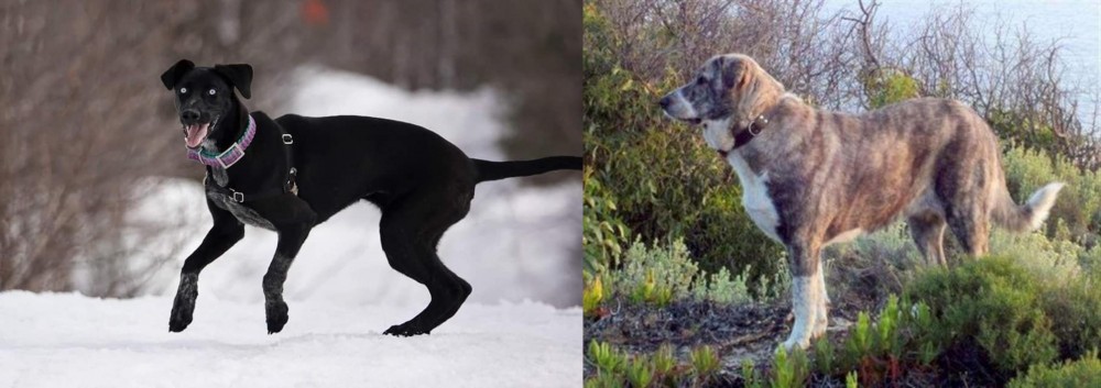 Rafeiro do Alentejo vs Eurohound - Breed Comparison