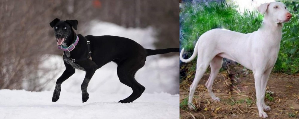 Rajapalayam vs Eurohound - Breed Comparison