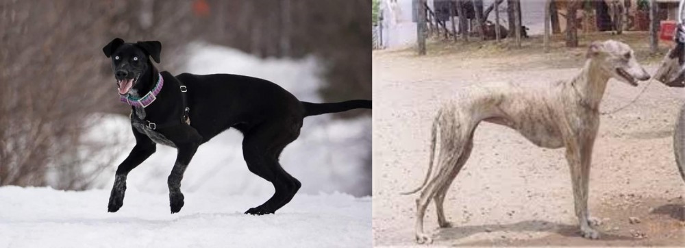 Rampur Greyhound vs Eurohound - Breed Comparison