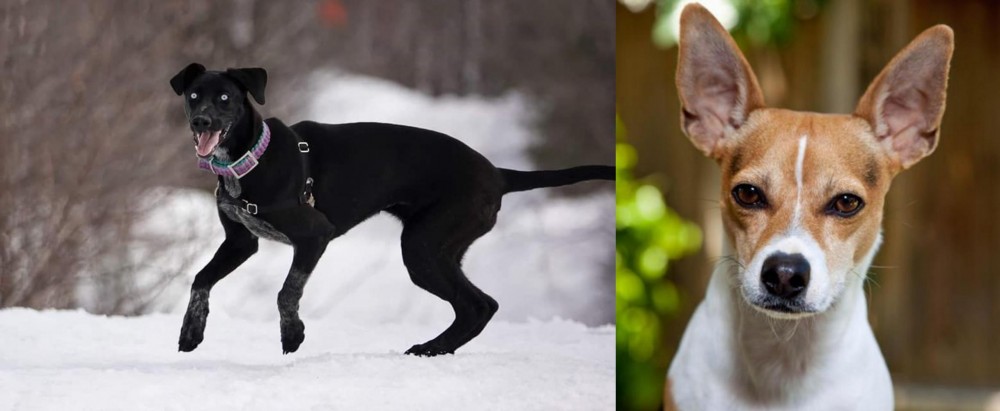 Rat Terrier vs Eurohound - Breed Comparison