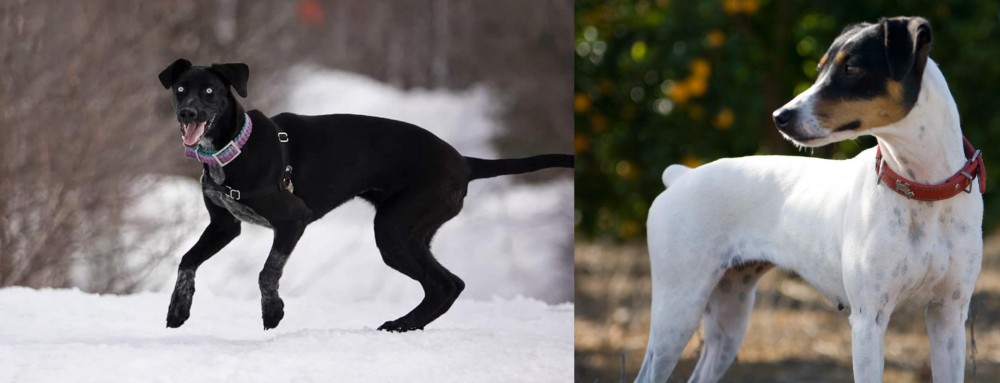 Ratonero Bodeguero Andaluz vs Eurohound - Breed Comparison
