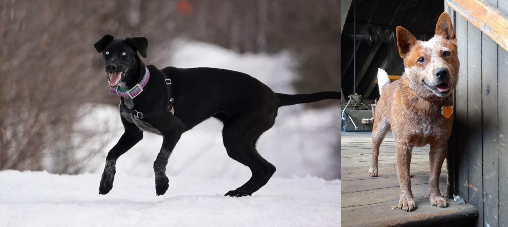Red Heeler vs Eurohound - Breed Comparison