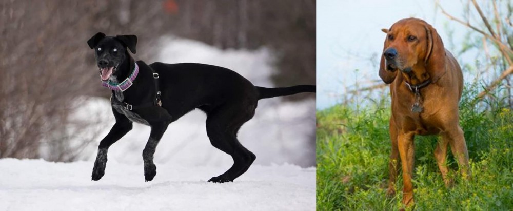 Redbone Coonhound vs Eurohound - Breed Comparison