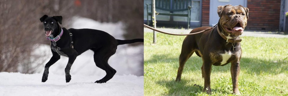 Renascence Bulldogge vs Eurohound - Breed Comparison