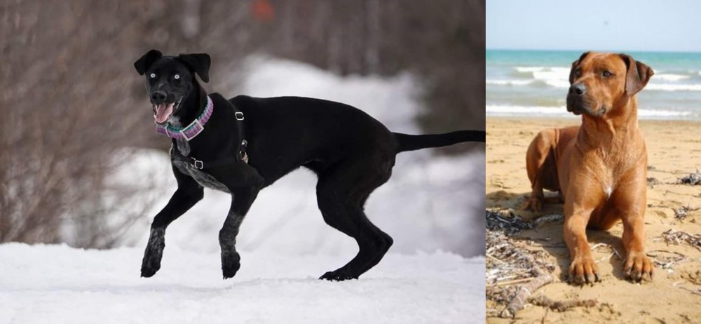 Rhodesian Ridgeback vs Eurohound - Breed Comparison