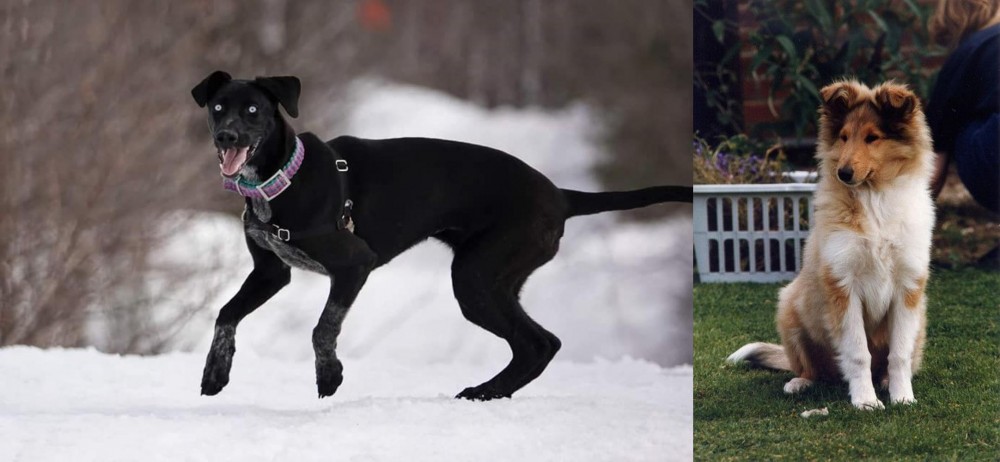 Rough Collie vs Eurohound - Breed Comparison