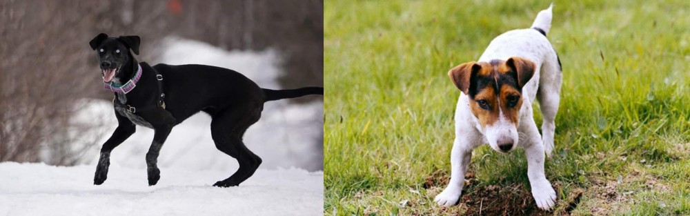 Russell Terrier vs Eurohound - Breed Comparison