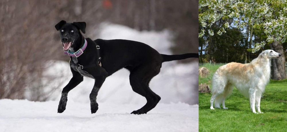 Russian Hound vs Eurohound - Breed Comparison