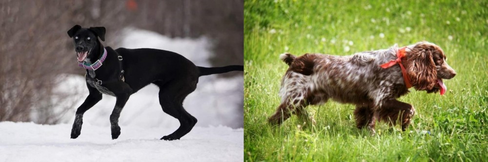 Russian Spaniel vs Eurohound - Breed Comparison