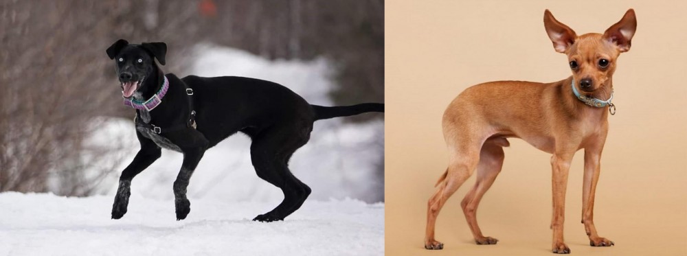 Russian Toy Terrier vs Eurohound - Breed Comparison