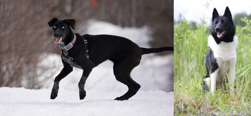Russo-European Laika vs Eurohound - Breed Comparison