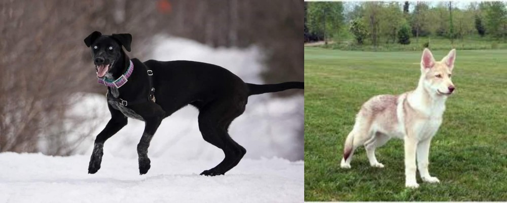 Saarlooswolfhond vs Eurohound - Breed Comparison
