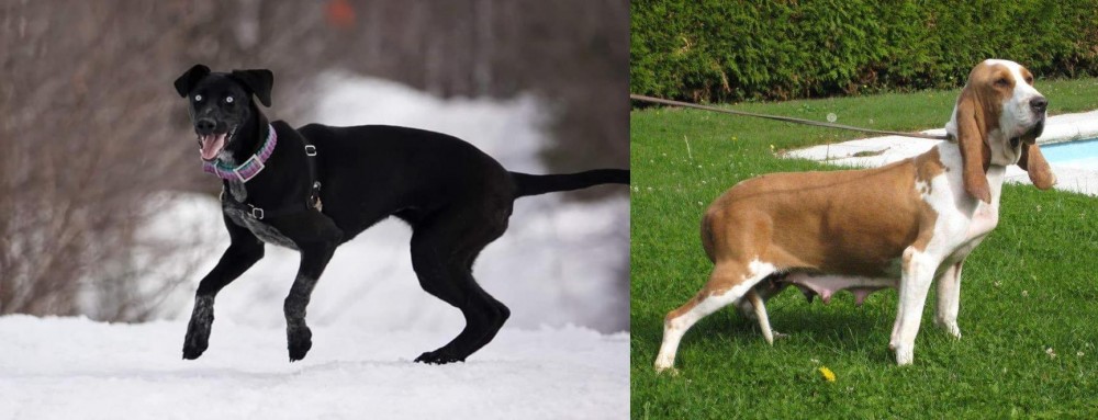 Sabueso Espanol vs Eurohound - Breed Comparison