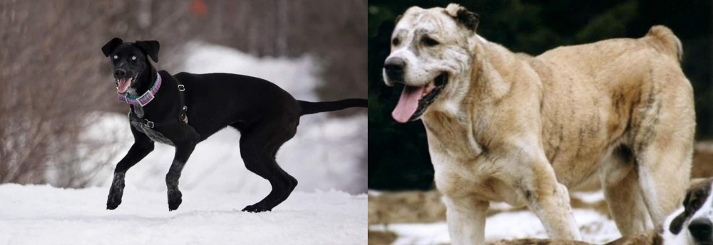 Sage Koochee vs Eurohound - Breed Comparison