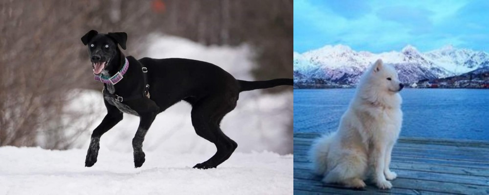 Samoyed vs Eurohound - Breed Comparison