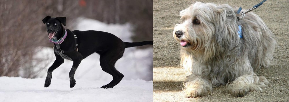 Sapsali vs Eurohound - Breed Comparison