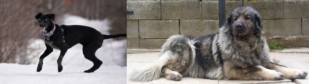 Sarplaninac vs Eurohound - Breed Comparison