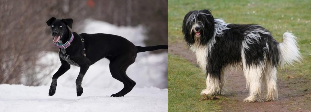 Schapendoes vs Eurohound - Breed Comparison