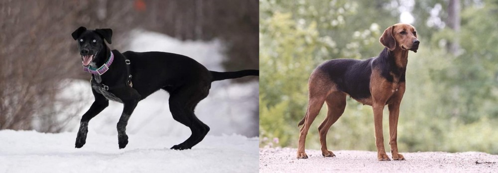 Schillerstovare vs Eurohound - Breed Comparison