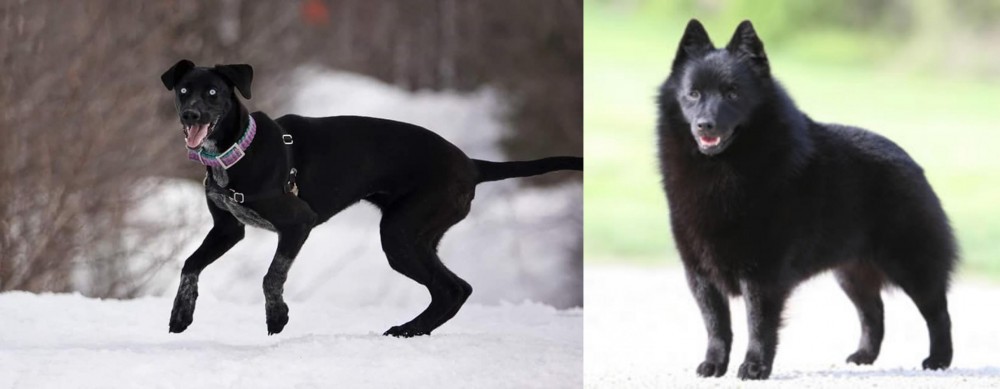 Schipperke vs Eurohound - Breed Comparison