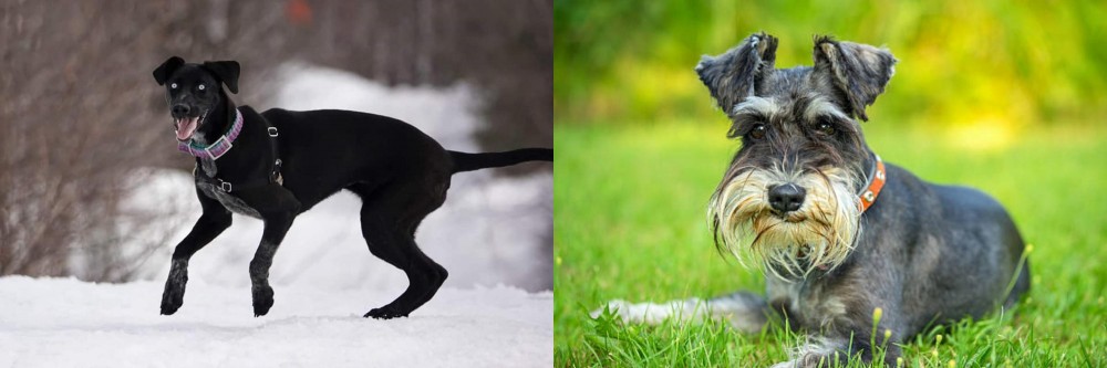 Schnauzer vs Eurohound - Breed Comparison