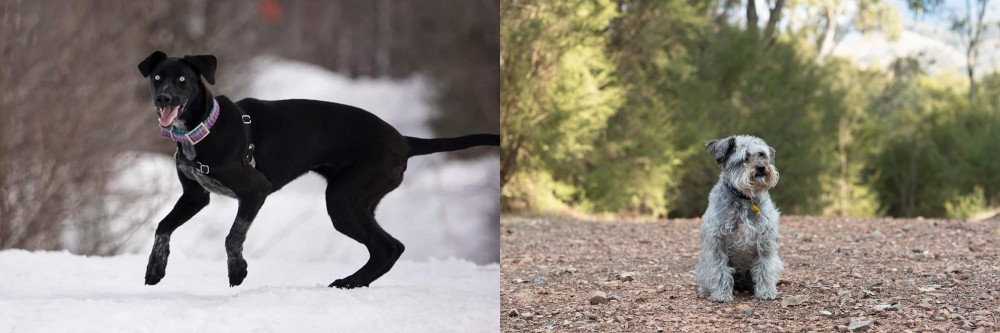 Schnoodle vs Eurohound - Breed Comparison