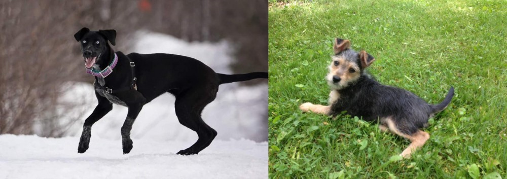 Schnorkie vs Eurohound - Breed Comparison