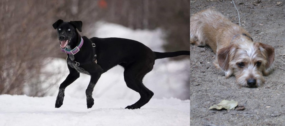 Schweenie vs Eurohound - Breed Comparison