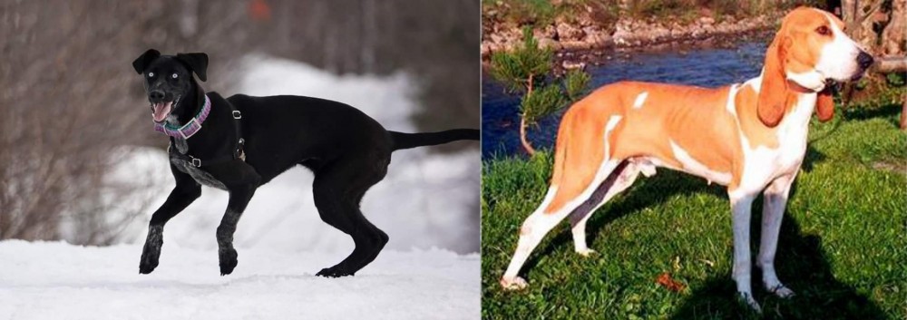 Schweizer Laufhund vs Eurohound - Breed Comparison