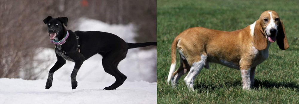 Schweizer Niederlaufhund vs Eurohound - Breed Comparison