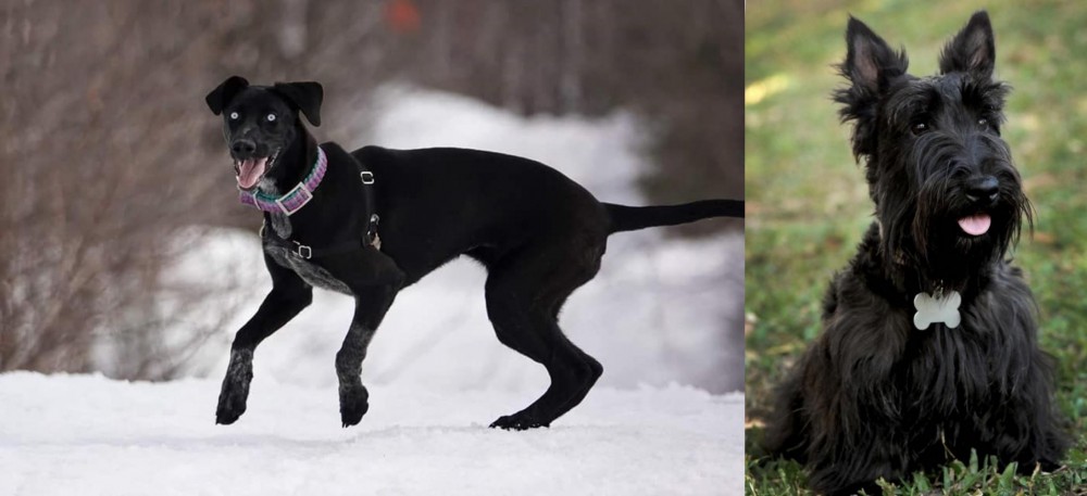 Scoland Terrier vs Eurohound - Breed Comparison